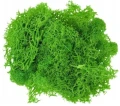 Dekoracja florystyczna Mech chrobotek jasnozielony, 20g Titanum_89228