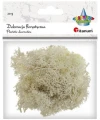 Dekoracja florystyczna Mech chrobotek beżowy, 20g Titanum_89230