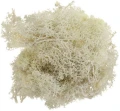 Dekoracja florystyczna Mech chrobotek beżowy, 20g Titanum_89231