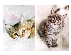 Teczka z gumką A4 Kotki 559717 Starpak