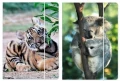 Teczka z gumką A4 wild animal Starpak_94418