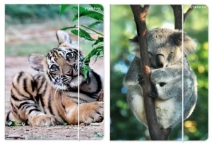 Teczka z gumką A4 wild animal Starpak