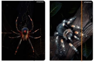 Teczka z gumką A4 pająk Starpak