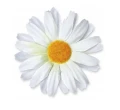 Materiałowe Margerytki 3D Białe Titanum_97759
